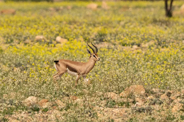 Bouhedma Parque Nacional Tunisia — Fotografia de Stock