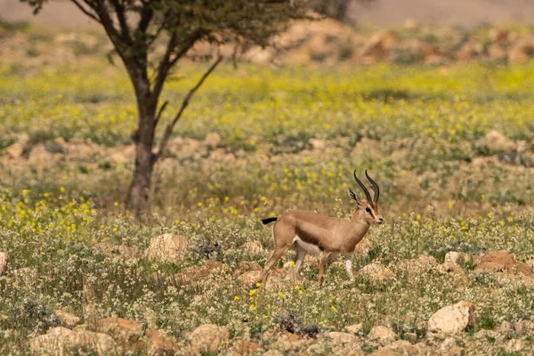 Bouhedma Parque Nacional Tunisia — Fotografia de Stock