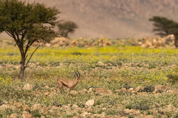 チュニジアのブヘドマ国立公園 — ストック写真