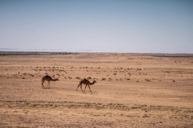 Güney Tunisia, sahara