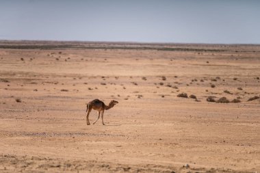 Güney Tunisia, sahara