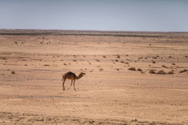 Sud Tunisie Sahara — Photo