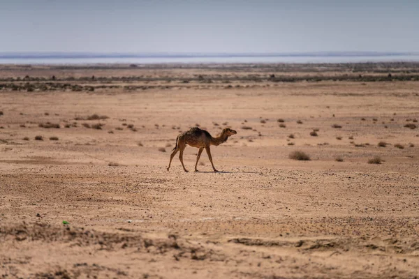Sur Tunisia Sahara — Foto de Stock