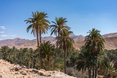 Güney Tunisia Sahara 'nın başlangıcı