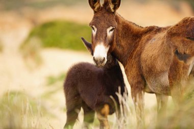 Northdern Tunisia 'ya hoşgeldiniz.