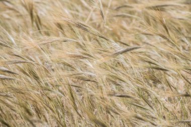 Northdern Tunisia 'ya hoşgeldiniz.