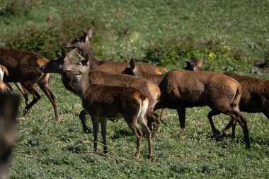 Kuzey Tunus 'a hoş geldiniz.