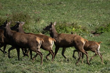 Kuzey Tunus 'a hoş geldiniz.
