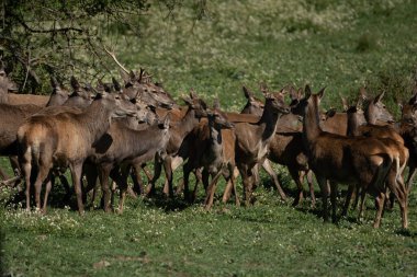 Kuzey Tunus 'a hoş geldiniz.