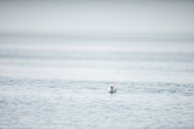 Kerkennah adaları, doğu kıyısı tunisia