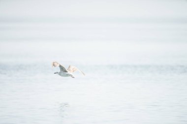 Kerkennah adaları, doğu kıyısı tunisia