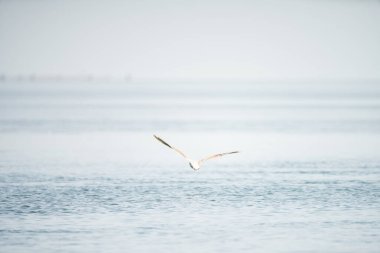 Kerkennah adaları, doğu kıyısı tunisia