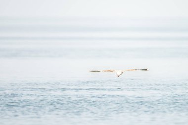 Kerkennah adaları, doğu kıyısı tunisia