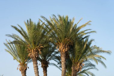 Tunus 'a hoş geldiniz: kerkennah