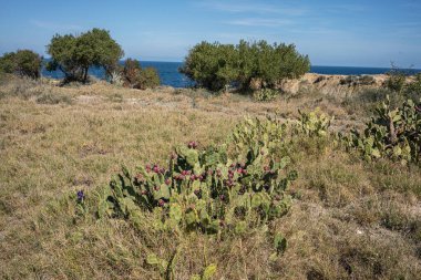 Sahel, manastır, tunisia