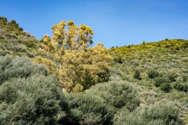 Kuzey Tunisia, oued debba