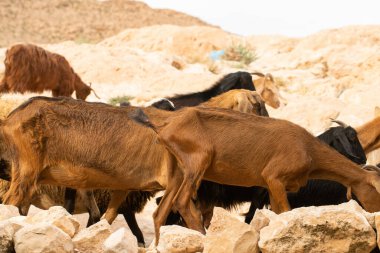 Güney Tunisia, Djebel dahar