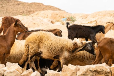 Güney Tunisia, Djebel dahar