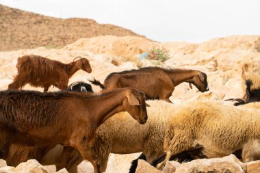 Güney Tunisia, Djebel dahar