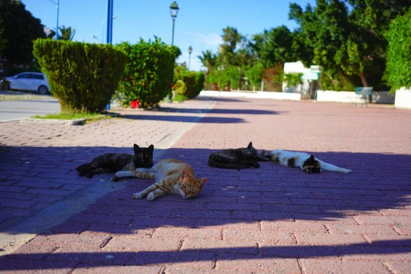 Порт Ель Кантауї Сахель Туніс Туніський Кіт — стокове фото