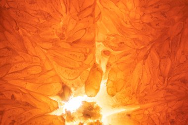 Portakal, limon ve meyve. 