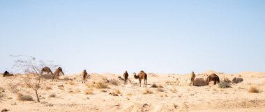 Güney Tunisia 'nın bazı manzaraları:,