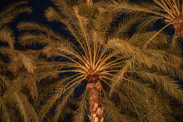 Palme Von Tozeur Bei Nacht — Stockfoto