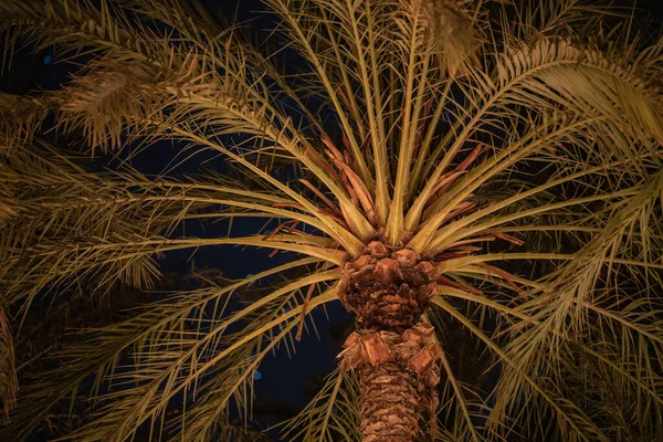 Palme Von Tozeur Bei Nacht — Stockfoto