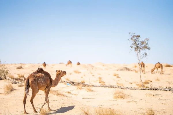 Some View South Tunisia Chott Jerid — Stock Photo, Image