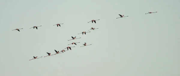 Volo Tunisino Flamengo Cielo — Foto Stock