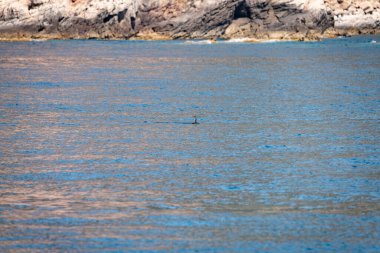 Farklı zembra manzarası, kırılgan bir ekosistem ile Tunus adası