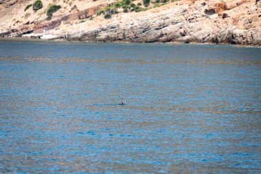 Farklı zembra manzarası, kırılgan bir ekosistem ile Tunus adası