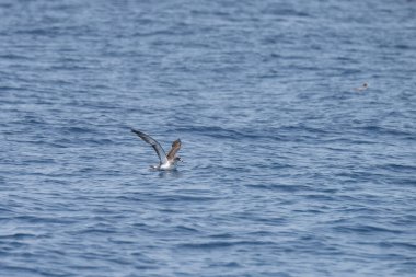 Farklı zembra manzarası, kırılgan bir ekosistem ile Tunus adası