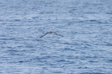 Farklı zembra manzarası, kırılgan bir ekosistem ile Tunus adası