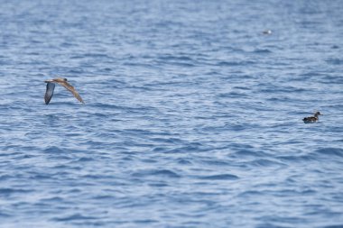 Farklı zembra manzarası, kırılgan bir ekosistem ile Tunus adası