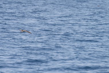 Farklı zembra manzarası, kırılgan bir ekosistem ile Tunus adası