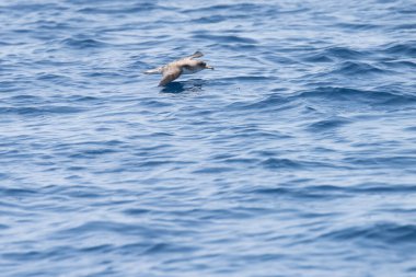 Farklı zembra manzarası, kırılgan bir ekosistem ile Tunus adası