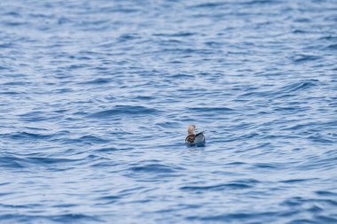 Farklı zembra manzarası, kırılgan bir ekosistem ile Tunus adası