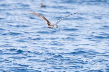 Farklı zembra manzarası, kırılgan bir ekosistem ile Tunus adası