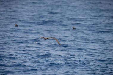 Farklı zembra manzarası, kırılgan bir ekosistem ile Tunus adası