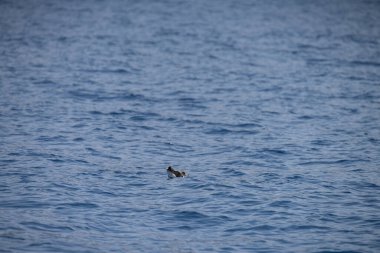 Farklı zembra manzarası, kırılgan bir ekosistem ile Tunus adası