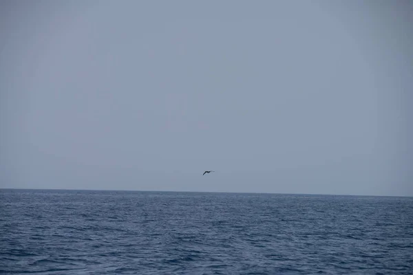 Vista Diferente Zembra Ilha Tunisiana Com Ecossistema Frágil — Fotografia de Stock