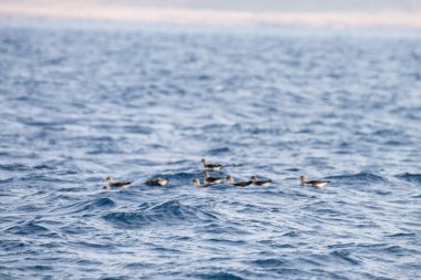 Farklı zembra manzarası, kırılgan bir ekosistem ile Tunus adası