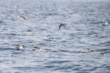 Farklı zembra manzarası, kırılgan bir ekosistem ile Tunus adası