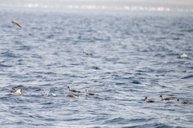 Farklı zembra manzarası, kırılgan bir ekosistem ile Tunus adası