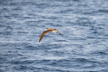 Farklı zembra manzarası, kırılgan bir ekosistem ile Tunus adası
