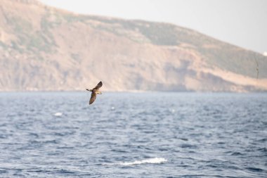 Zembra Adası ve onun vahşi yaşamı