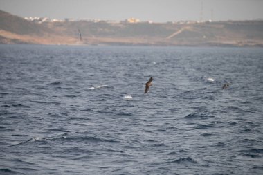 Zembra Adası ve onun vahşi yaşamı
