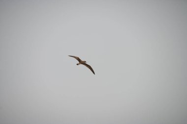 Zembra Adası ve onun vahşi yaşamı