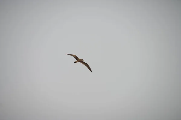 Insel Zembra Und Ihre Tierwelt — Stockfoto